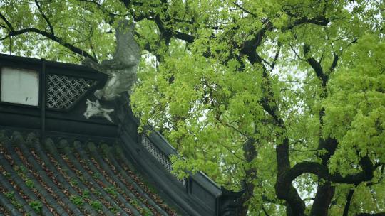 杭州钱王祠春天清明节雨天古建筑自然唯美