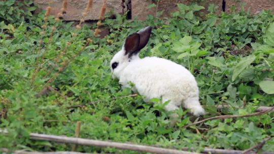 吃草的白兔