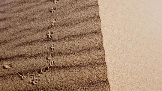 沙丘和鸟的足迹