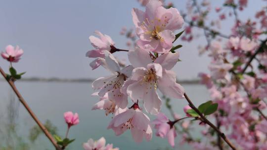 湖边盛开的山樱花
