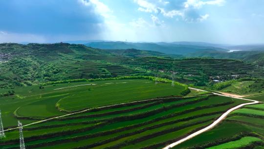 麦田 麦地梯田