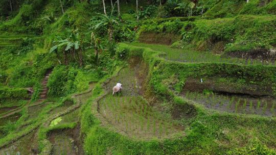 人在梯田上种水稻