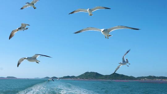 4K高帧率海鸥水鸟飞翔海上海岛船上投喂海鸥