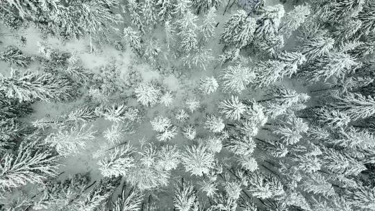 美丽的冬季森林视频素材模板下载