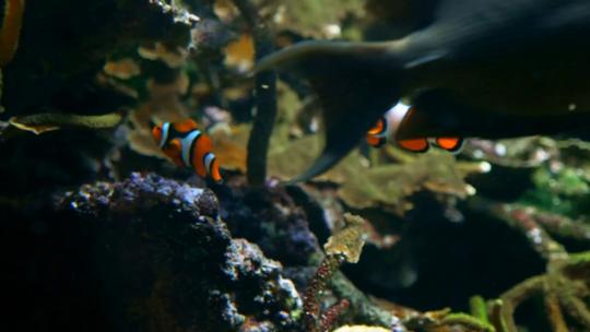 1285_小丑鱼在珊瑚和海藻中游泳