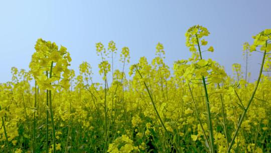 油菜花空镜