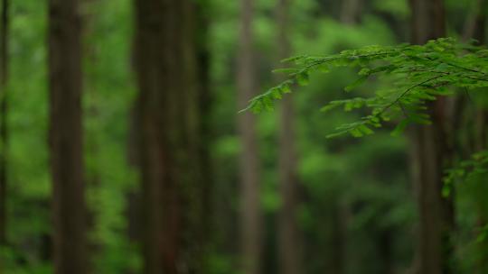 杭州虎跑水杉树林中的绿色枫树叶被风吹动