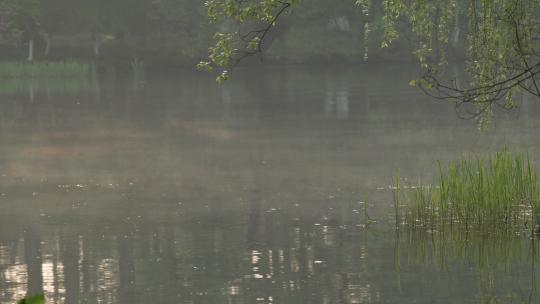 杭州茅家埠早晨飘着雾气的湖面