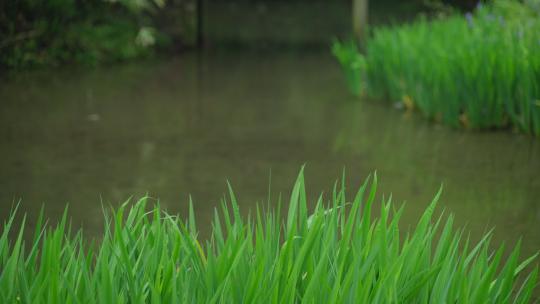 春天杭州花港观鱼阴雨天小桥绿色自然