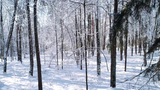 冬天在白雪皑皑的森林里在树间飞翔视频素材模板下载