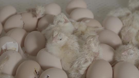 鸡蛋孵化小鸡出壳全过程LOG