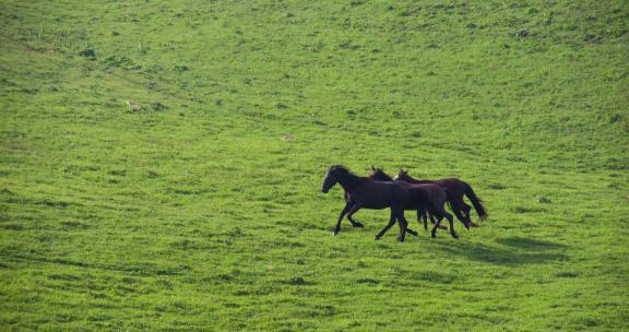 新疆草原上奔跑的骏马
