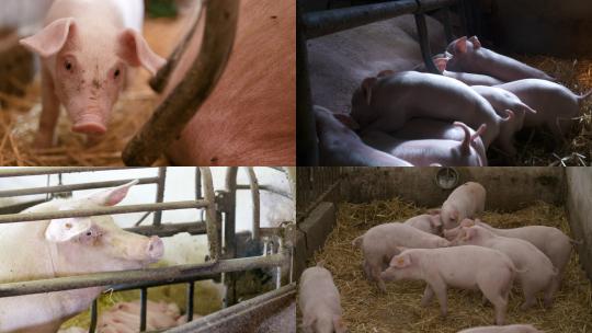 【合集】现代养猪厂里的猪视频素材模板下载