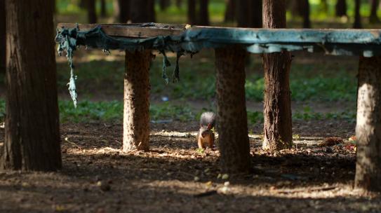 深林公园松鼠花栗鼠魔王鼠觅食 城市环境