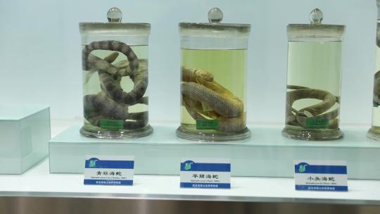 h大连蛇岛自然博物馆内蛇标本视频素材模板下载