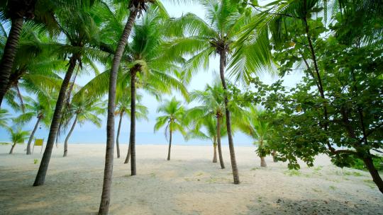 海南三亚椰梦长廊 椰树 椰子树 沙滩海滩视频素材模板下载