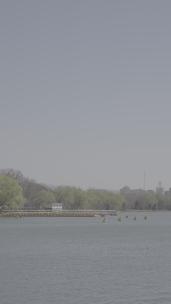 玉渊潭柳树-波光粼粼的湖面4k50帧