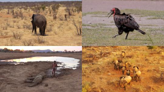 【合集】 非洲草原 秃鹫 大象 野生动物