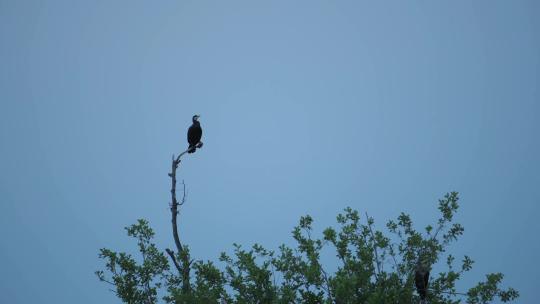 单身的蝾螈鸟栖息在高高的细树枝上，野生的黑鸟坐在树枝上