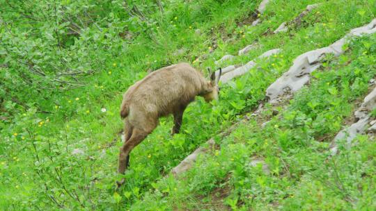 羚羊在陡峭的山坡上吃草视频素材模板下载