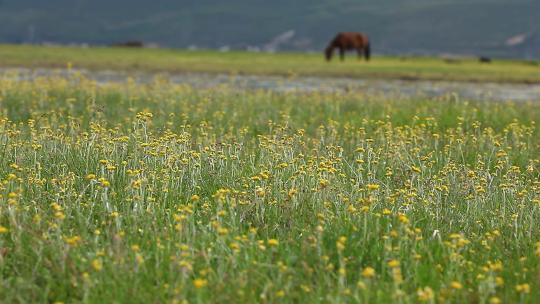 马在草原草地吃草放牧