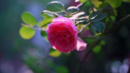 盛开的蔷薇月季花