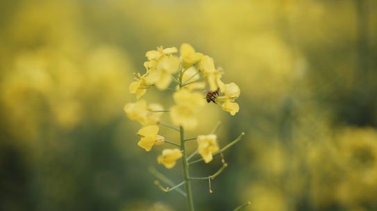 油菜花/油菜种植