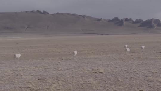 西藏羌塘无人区野生藏羚羊群漫步4K