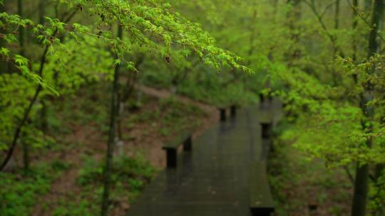 杭州云栖竹径春季清明节雨天古建筑自然唯美