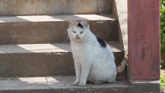 可爱猫咪4K实拍镜头