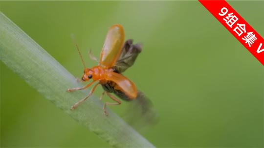 黄足黄守瓜的菜园生活：菜园害虫的微距特写