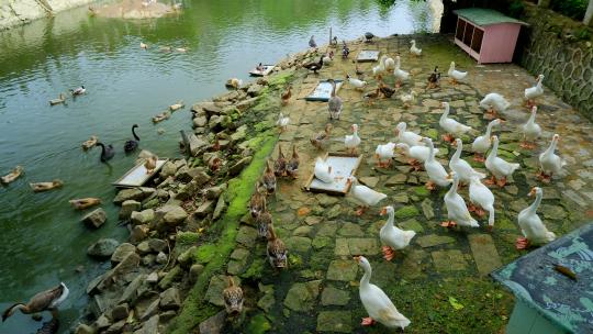 农村河边养鸭养鹅 鸭子大白鹅视频素材模板下载