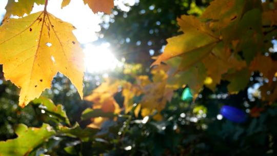 秋天的枫叶树叶特写阳光穿过树叶
