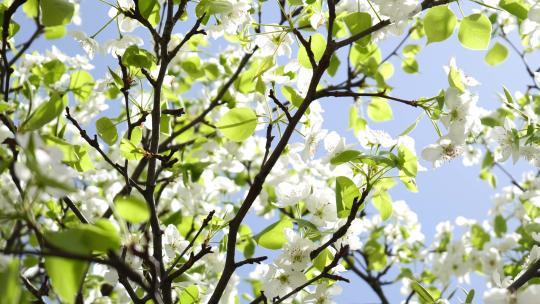 梨花 梨树 春天 季节视频素材模板下载