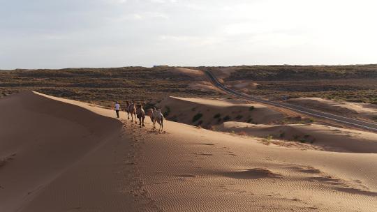 沙漠骆驼4k视频素材模板下载