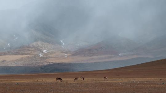 西藏旅游风光云雾笼罩冈底斯山野驴