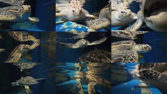 海洋馆近距离拍摄海龟海底世界喂食海龟高清在线视频素材下载