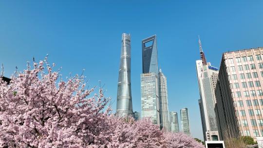 上海城市春天陆家嘴地标上海樱花北上广樱花视频素材模板下载