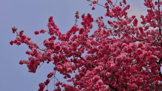 春暖花开樱花盛开景观