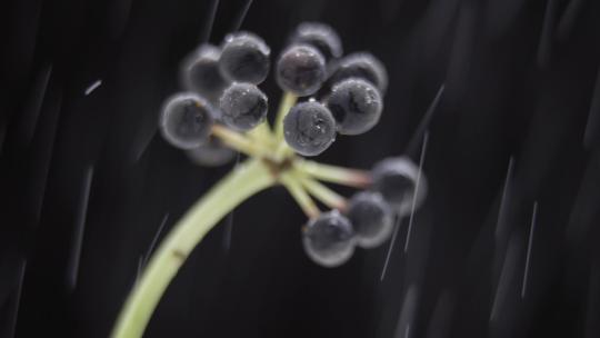 八角金盘果实下雨浇水