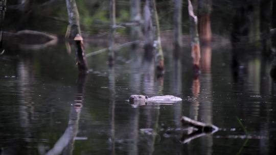 河狸海狸游泳寻找木头觅食视频素材模板下载