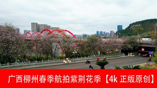 柳州紫荆花季多镜头航拍2023年