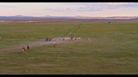 高清航拍草原马骑马一群马内蒙古
