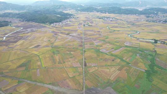 惠州稔山镇稻田水稻丰收航拍