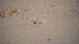 海南海边小螃蟹在沙滩上搬运沙子高清在线视频素材下载