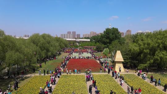 4K超清沈阳城市公园郁金香花海自然景观