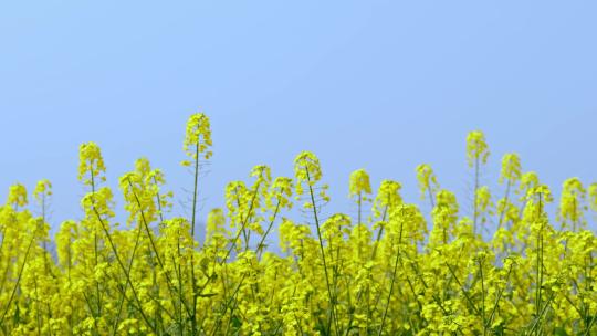 油菜花空镜