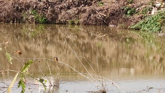 一只翠鸟飞过池塘