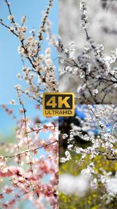 4K升格实拍春天盛开的粉色白色山桃花竖屏