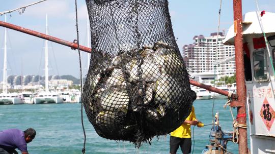 渔村渔港渔民装卸海鱼